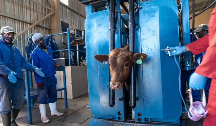 جنوب إفريقيا تستعد لإعلان “حالة الطوارئ” أمام تفشي الحمى القلاعية