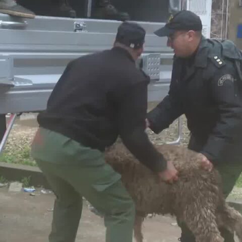 فرق الدرك الملك تقوم بإجلاء المواشي بضواحي القصر الكبير لحمايتها من الفيضانات