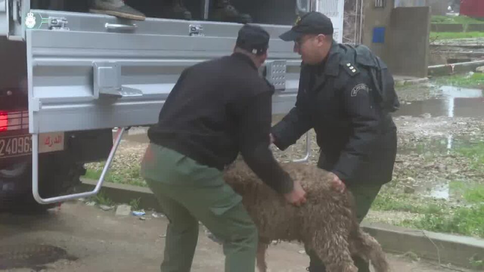 فرق الدرك الملك تقوم بإجلاء المواشي بضواحي القصر الكبير لحمايتها من الفيضانات