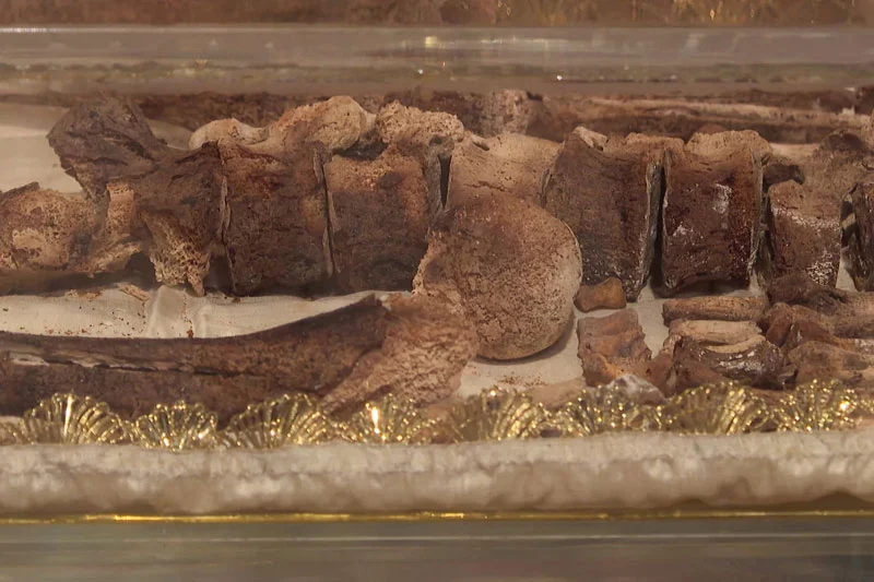 عرض رفات القديس فرنسيس في إيطاليا