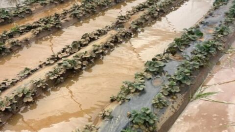 فيضانات اللوكوس تربك موسم الفواكه الحمراء وتكبّد المزارعين خسائر فادحة