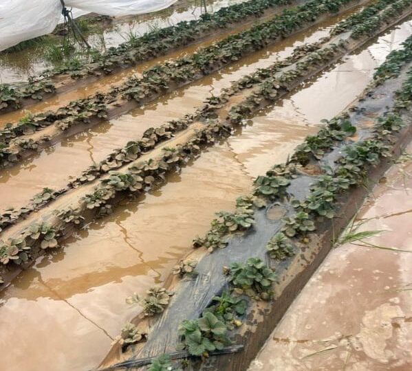 فيضانات اللوكوس تربك موسم الفواكه الحمراء وتكبّد المزارعين خسائر فادحة