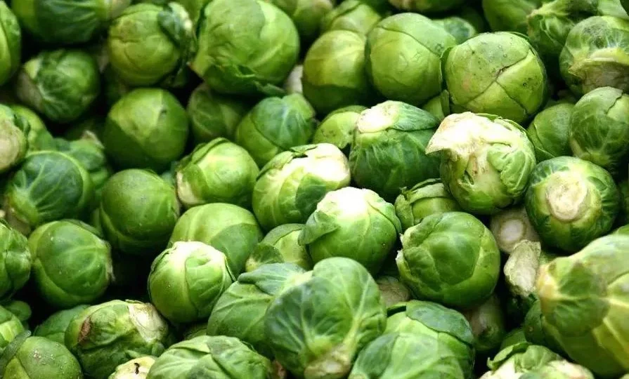 بقيمة 14 مليون دولار.. صادرات المغرب من الكرنب تسجل مستوى قياسيا خلال 2025