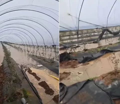 الفيضانات تنهي موسم عدد من منتجي الفواكه الحمراء في المغرب بشكل مبكر