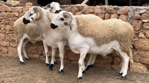 “التضخم وكلفة الإنتاج” وراء موجة ارتفاع أسعار الأضاحي