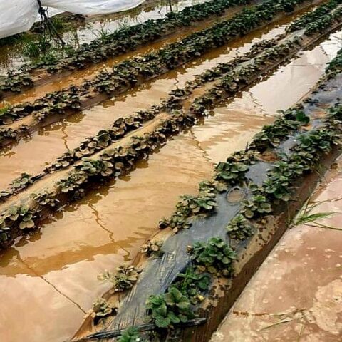 بعد عواصف غير مسبوقة.. الغرفة الفلاحية بسوس تطالب الحكومة بالتدخل لإنقاذ فلاحي اشتوكة