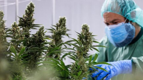 الرباط.. التوقيع على اتفاق بشأن مساطر تسجيل المنتجات الصحية القائمة على القنب الهندي