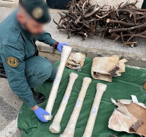 الحرس الإسباني يضبط شحنة من بقايا وجلود حيوانات محمية قادمة من المغرب
