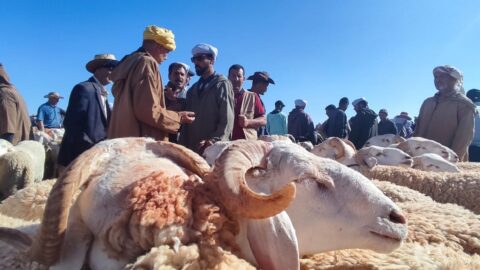 عيد الأضحى بين وعود الدعم وواقع الأسواق.. هل تنجح الحكومة في كبح الغلاء؟