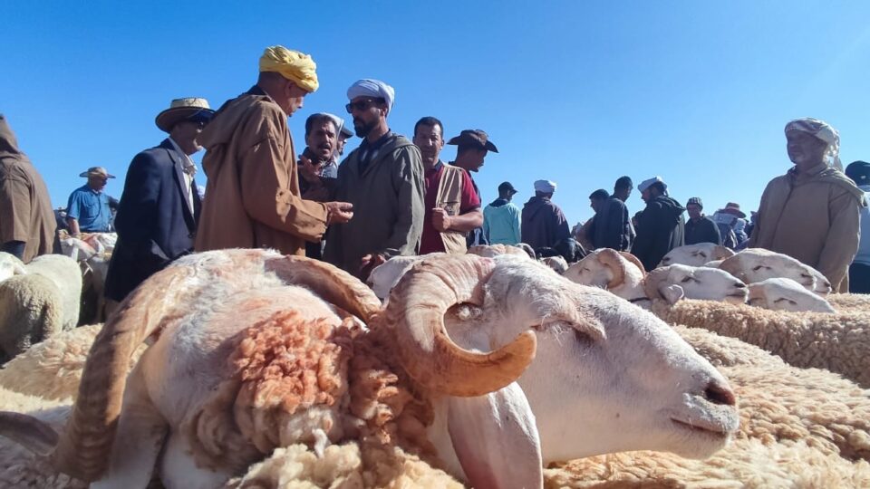 عيد الأضحى بين وعود الدعم وواقع الأسواق.. هل تنجح الحكومة في كبح الغلاء؟