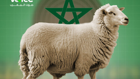 مع اقتراب عيد الأضحى.. وفرة في الأغنام وغلاء في الأسعار