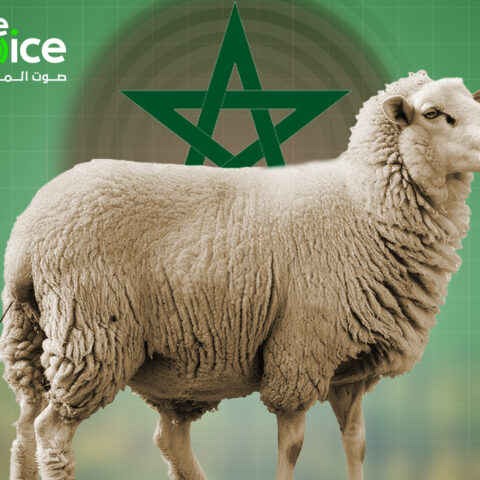 معادلة العيد الصعبة.. أضحية براتب شهري كامل ومطالب بتأطير قانوني للسوق