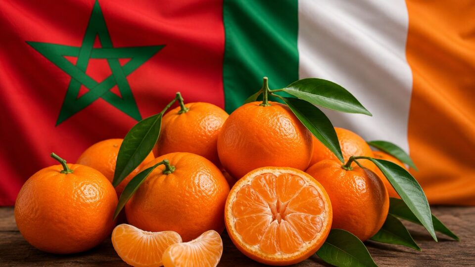 المغرب يسجل رقما قياسيا في صادراته من الماندرين نحو إيرلندا